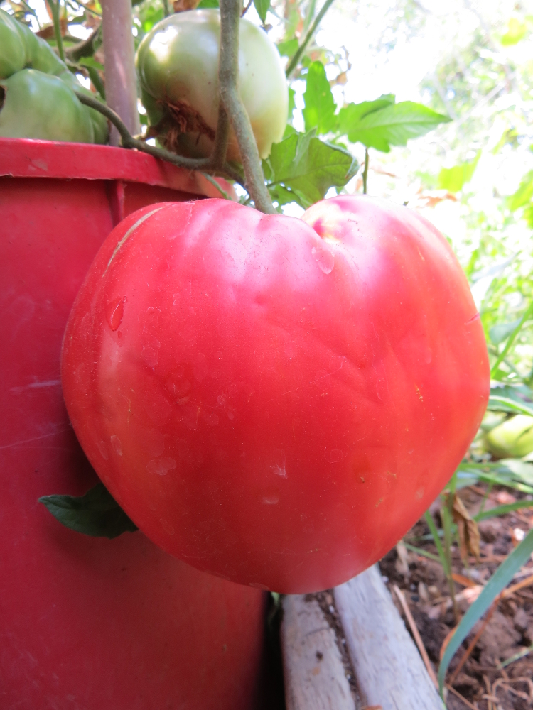 Vjerino Paradajiz Sjeme (Veras Tomato)